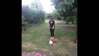The Chicken Killer The Chicken Killer