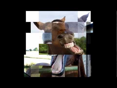 funny-horses-yawning-:)))