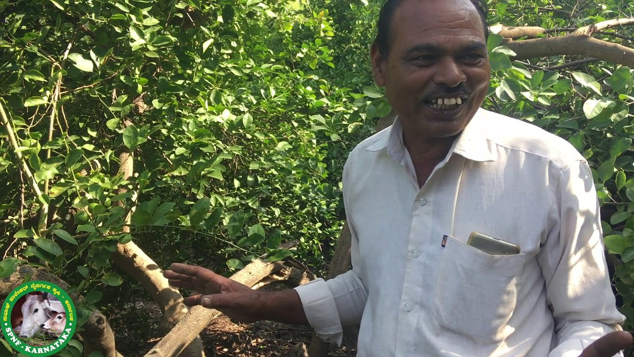 Advantage of Natural Farming - SPNF ( ZBNF ) at Rajashekar Nimbargi Farm, Benakanahalli, Bijapur