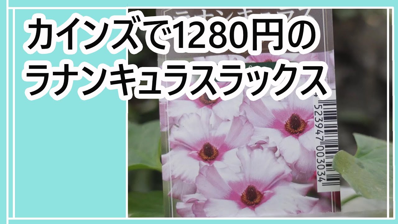 カインズで1280円のラナンキュラスラックス購入】値下げ苗で寄せ植え