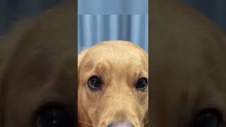 Funny animal 20210116 Dancing eyebrows