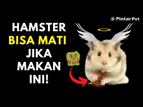 Video: Bolehkah Hamster Makan Hamster Lain?