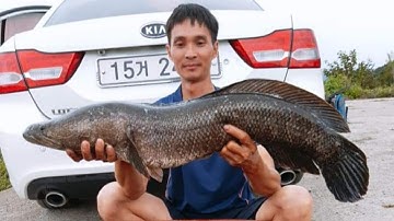 Thú Vui Săn Bắt || Câu Cá Lóc Hàn Quốc Và Cái Kết || Fishing || #dhtchannel