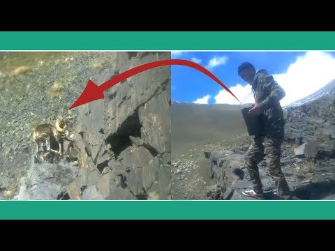 Video: Карышкыр мештер канча турат?