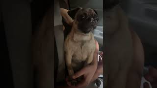 Đây là lý do chó nên có cốc uống nước riêng🐶