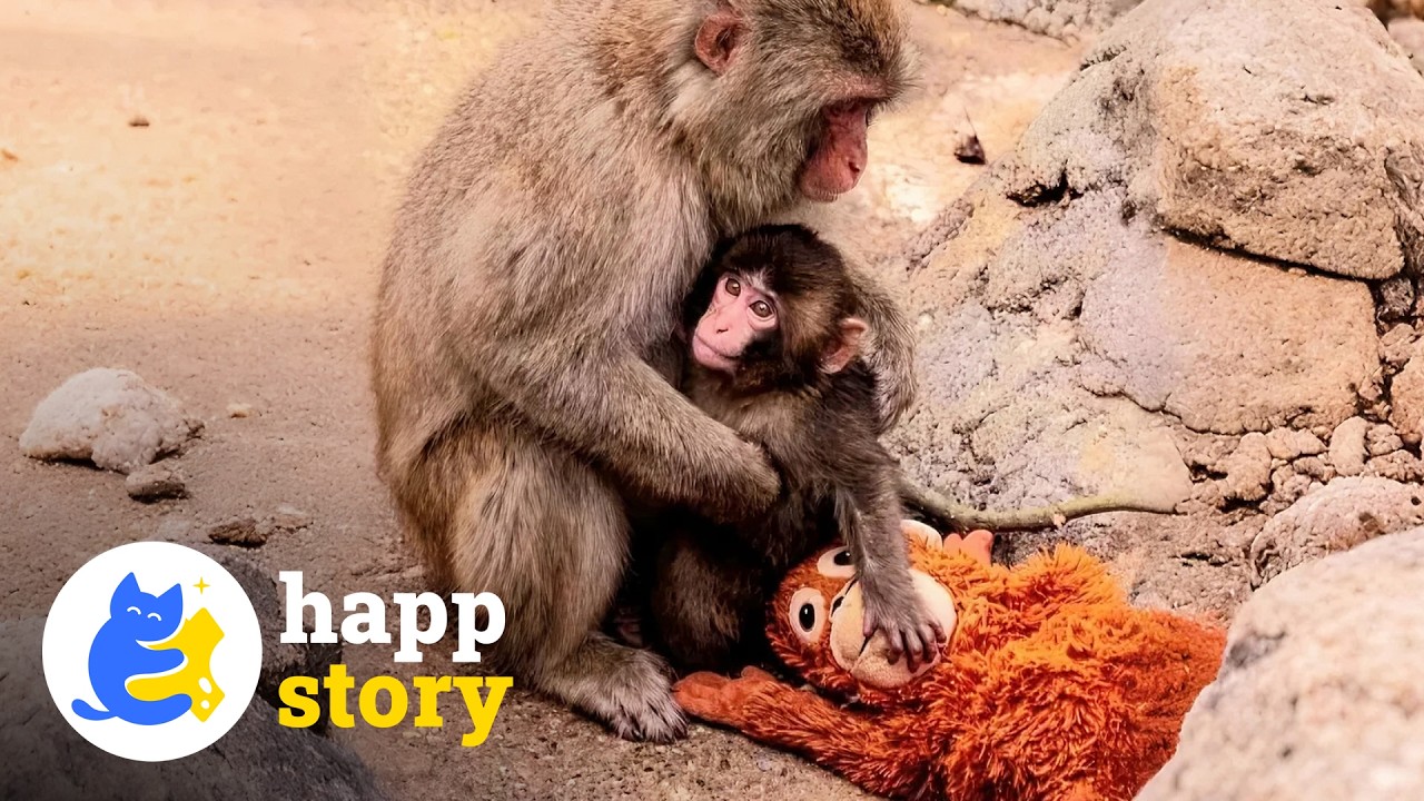 Одинокий детеныш обезьянки Панч наконец-то подружился в зоопарке | HAPP