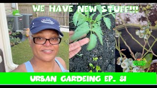 Come See What's New In The Garden | Urban Garden | Zone 8A GA || Steffanie's Journey