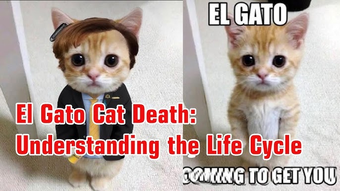 rip el gato cat 