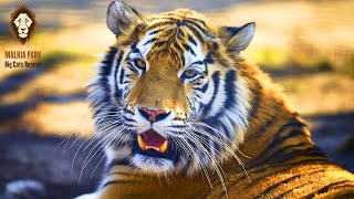 Tajomstvo tigrov: Prečo sú tieto mačky tak fascinujúce?