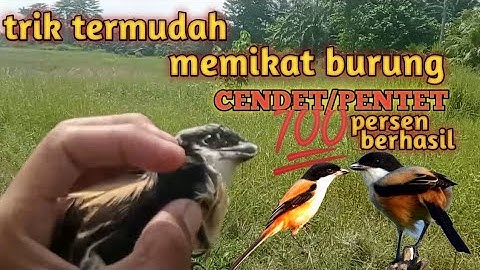 cara termudah memikat cendet/pentet|| anti gagal