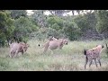 lioness dares hyenas to come any closer