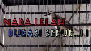 Trucuk ropel nada lelah sangat cocok di jadikan masteran trucukan bahan #trucukgacor  #ropelmania