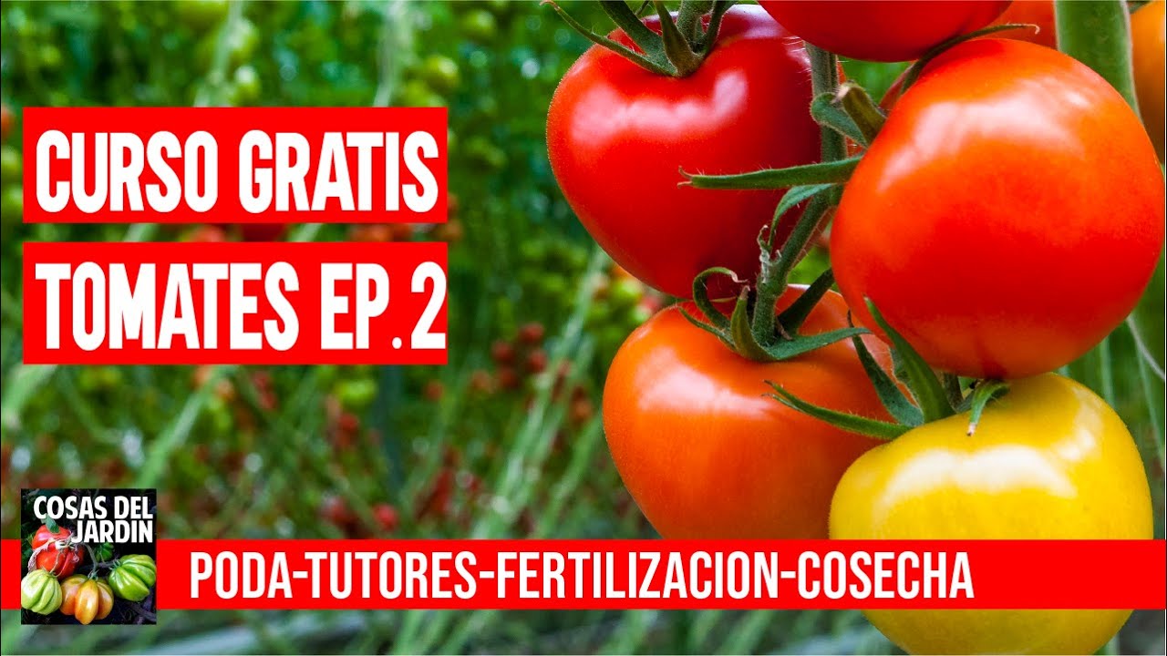CURSO GRATUITO TOMATES EP. 2 - CUIDADOS DEL TOMATE #CURSOTOMATESCDJ