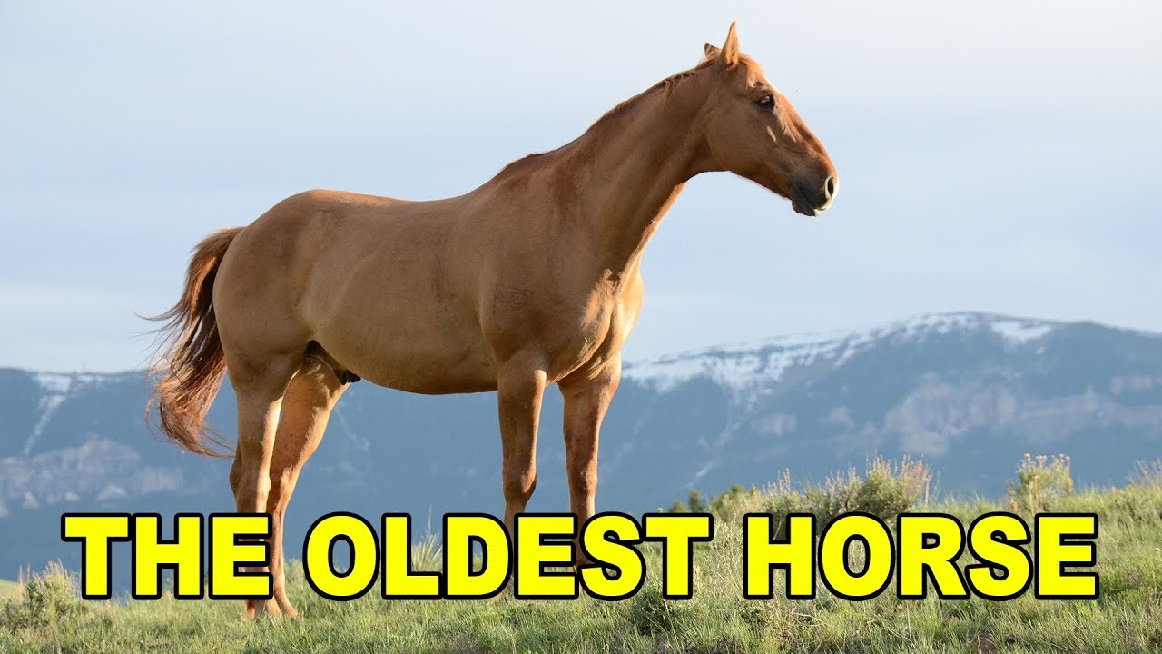 Who is the Oldest Horse that ever lived ? YouTube
