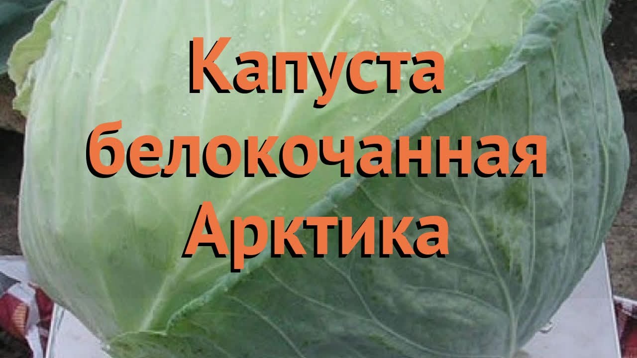 Капуста Арктика Описание Сорта Фото Отзывы