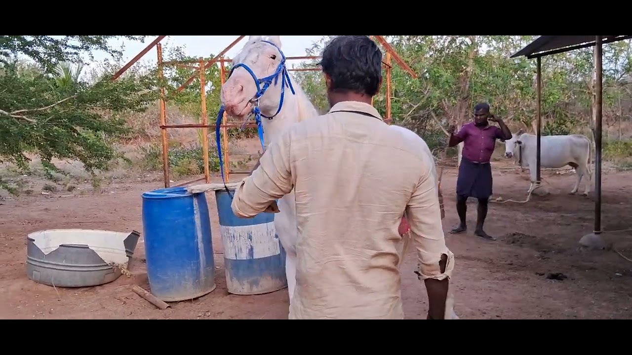 Horse riding basic training
