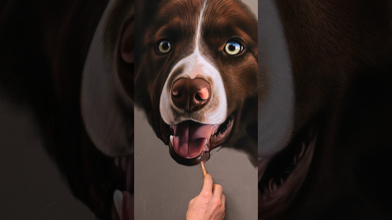 Border Collie Drawing #art #spftpastel #dogs #creative