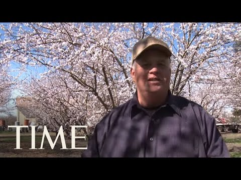Video: Pollinating Almonds - Cum să polenizezi migdalele