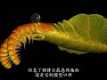 異蝦 Anomalocaris