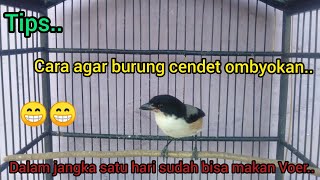 Cara Membuat Cendet Dalam Satu Hari Sudah Bisa Makan Voer..!!🐦2022