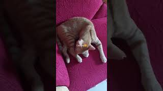Orenghe #minimi #ilovecats#japancats #music #cat #catshorts #lovecats #lovepets