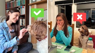 CUIDAR casas y MASCOTAS en el EXTRANJERO: pros 🤑 y contras 😈 de hacer HOUSE SITTING