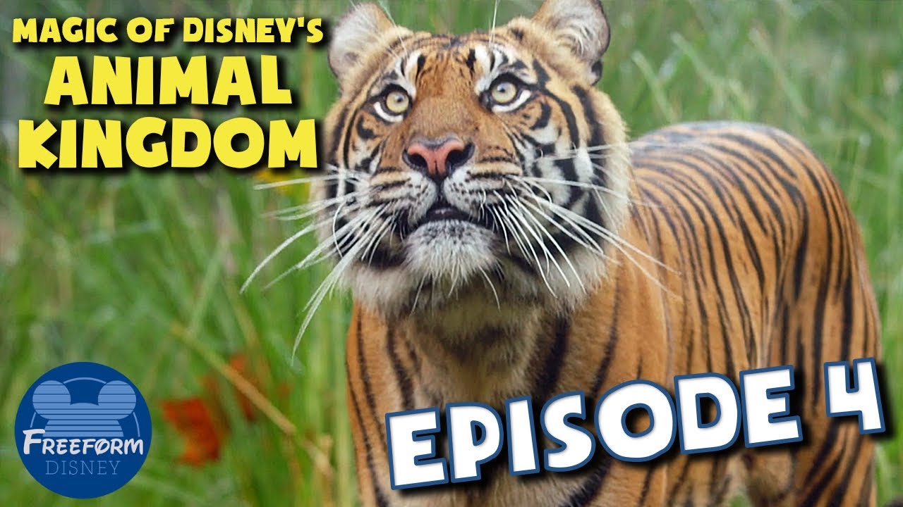 Magic of Disney's Animal Kingdom (Episode 4 - Meet the Mandrills ...