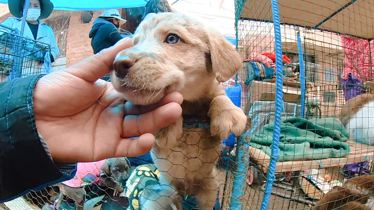 Feria de animales cachorros perros gatos gallinas pavos conejo - Puno Peru