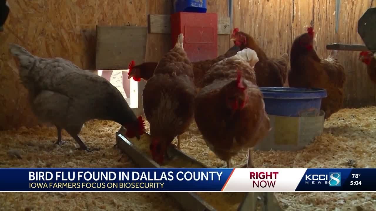 Bird flu detected in backyard flock in Dallas County - YouTube