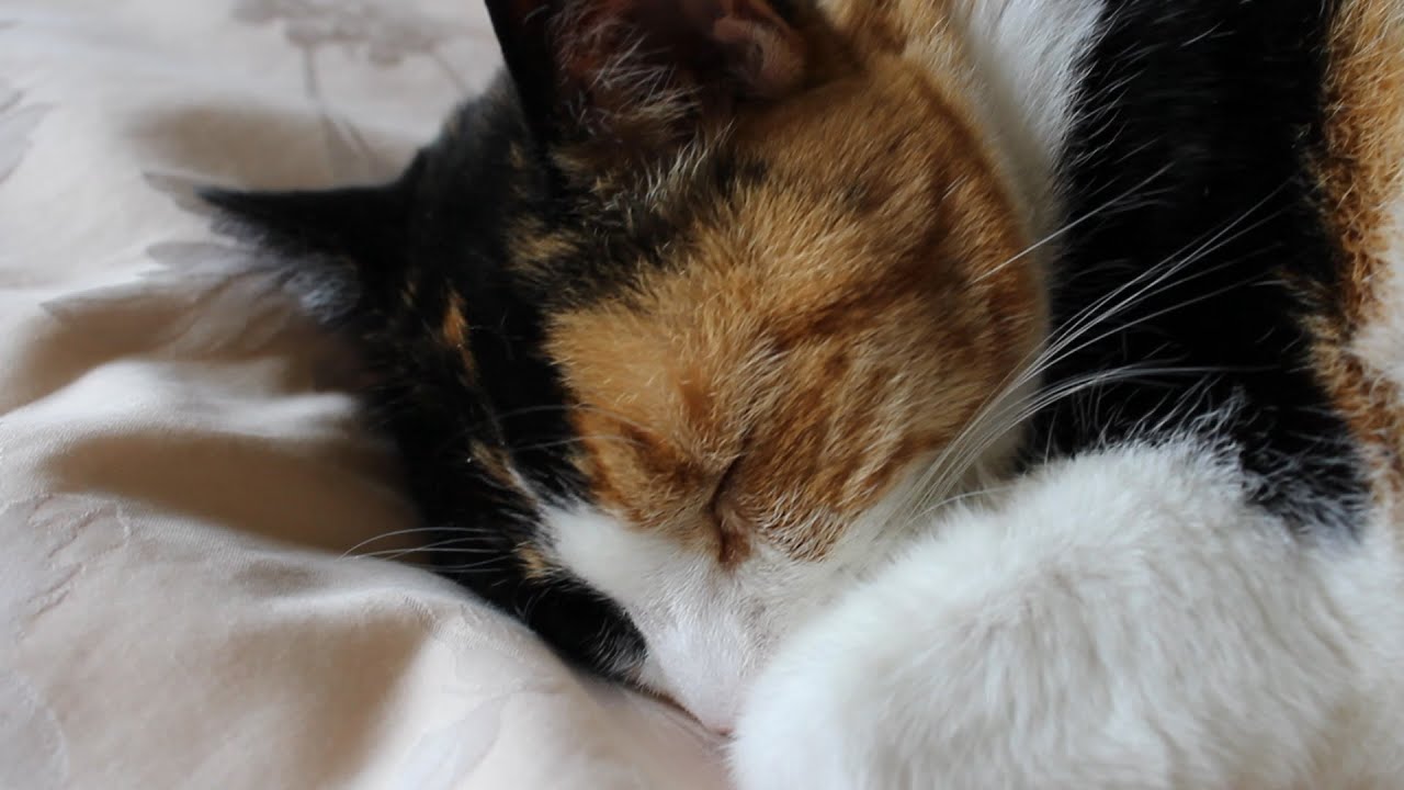 Molly the Cat Sleeping Peacefully - YouTube