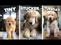 Tiny Tucker Tuesday | Compilation