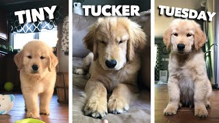 Tiny Tucker Tuesday | Compilation