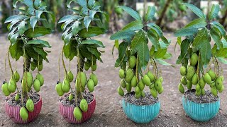 Tips for growing mango tree from cutting at home | how to grow mango tree from cutting