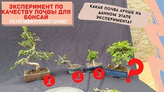 Эксперимент с почвой бонсай. Какая почва лучше для Вашего бонсай? Bonsai Soil