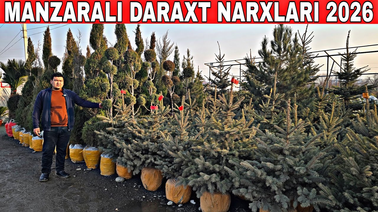 MANZARALI DARAXT NARXLARI VA MEVALI DARAXTLAR 2026 YIL