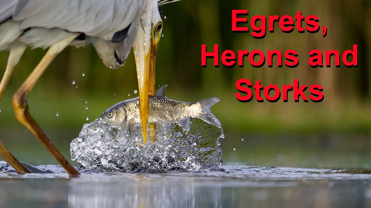 Filmed at the Cinema Hide on Bence Mate's Farm in Hungary. A spectacular hide with its own lighting.