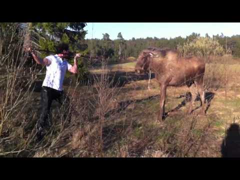 hombre vs alce en suecia (el original)