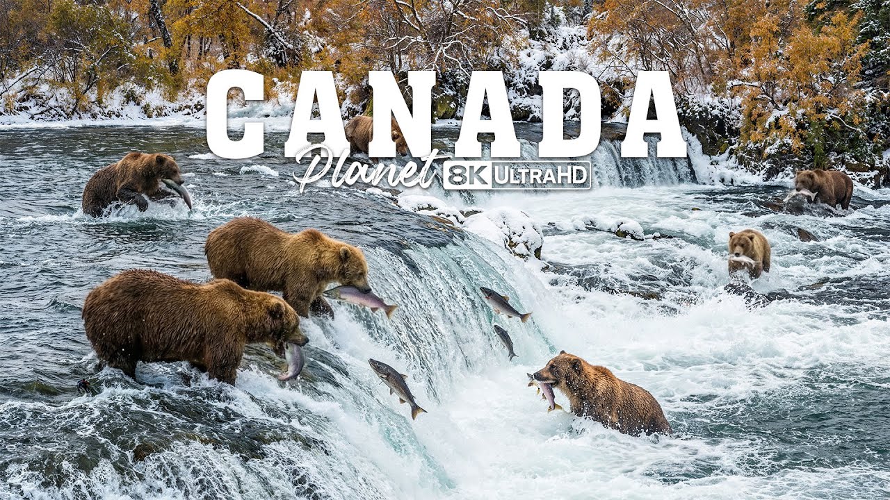 ДИКАЯ КАНАДА | Королевство гигантов, правящих природой | Документальный фильм в формате 4K