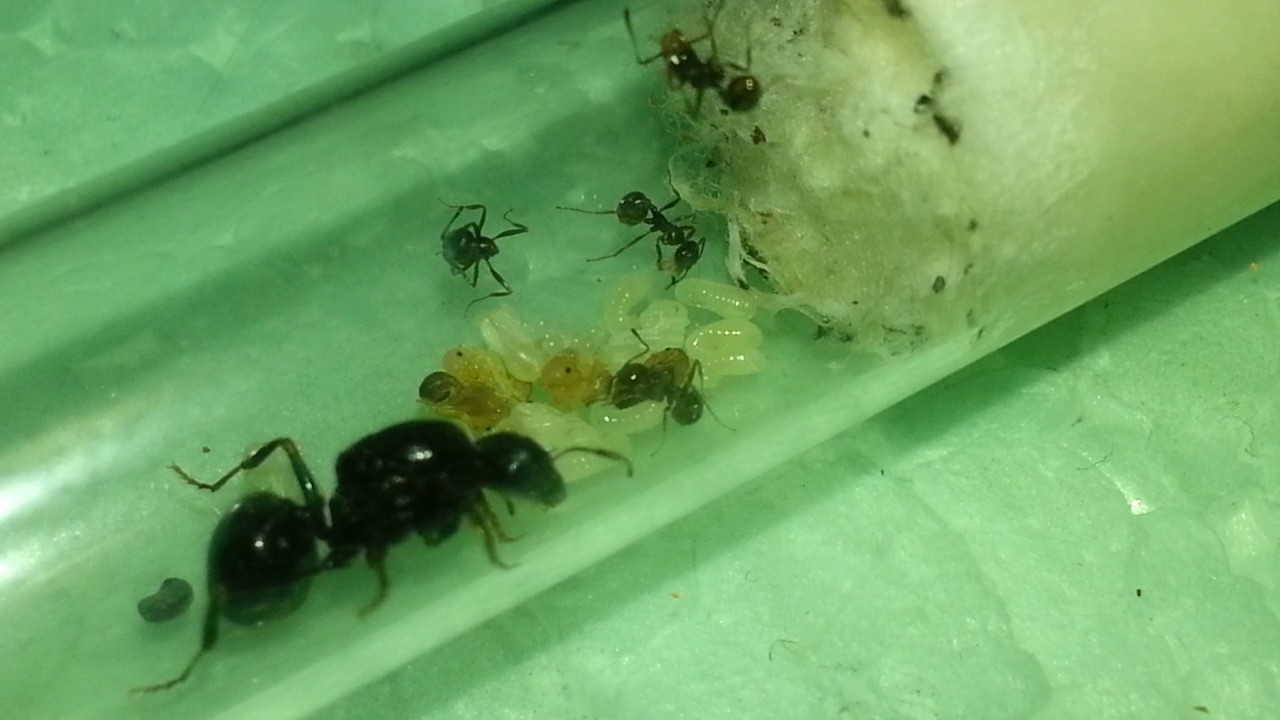 мессор структор - YouTube