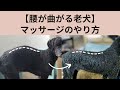 【腰が曲がる老犬】マッサージのやり方 Canine Massage for Older Dogs with Arched Backs