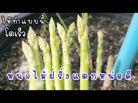 วีดีโอ: วิธีดูแลต้นกล้า - เรียนรู้เกี่ยวกับการดูแลต้นกล้าเมื่อแตกหน่อ