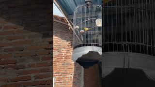 The Bird That Dropped Yesterday Is Still Lucky bird chirpingmania qinarabanyuwangi