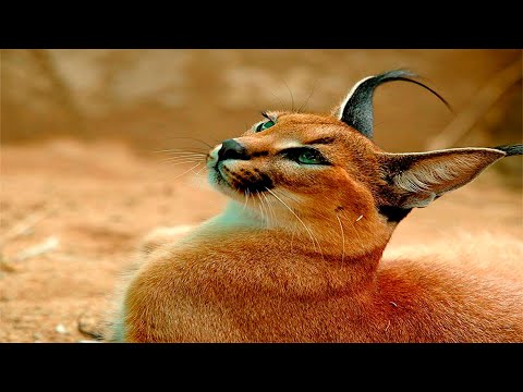 Кошки / Самые Редкие Породы Кошек / Породы Кошек