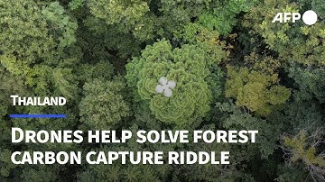 Drones help solve forest carbon capture riddle | AFP