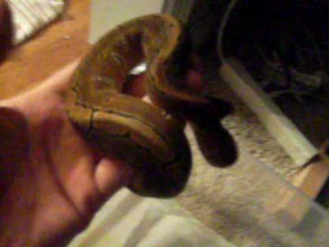 Pinstripe Ball Python