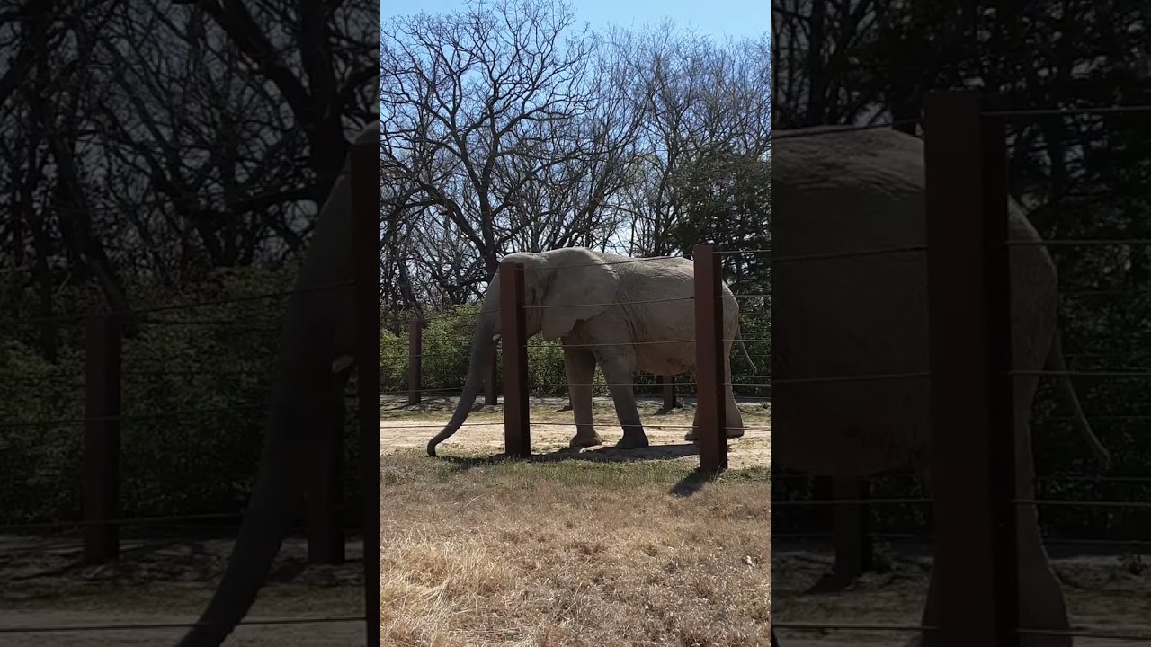 April 13th 2023 Elephant at the Kansas City Zoo