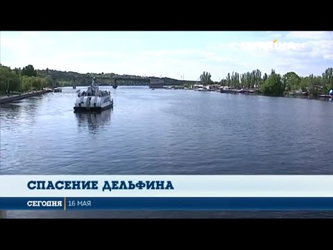 Вопрос: Откуда дельфины берут пресную воду или она им просто не нужна, почему?