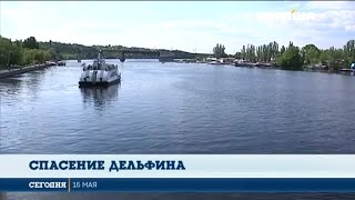 В Николаеве спасают дельфина В Николаеве спасают дельфина