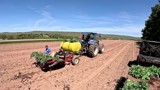 PLANTING THOUSANDS OF VEGETABLE PLANTS ON OUR VEGETABLE FARM by The Veggie Boys 64,153 views 6 days ago 20 minutes