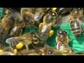 Пчёлы несут пыльцу. 28.04.22
